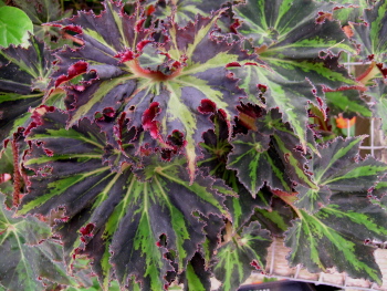 B. ‘Palomar Whirlwind’